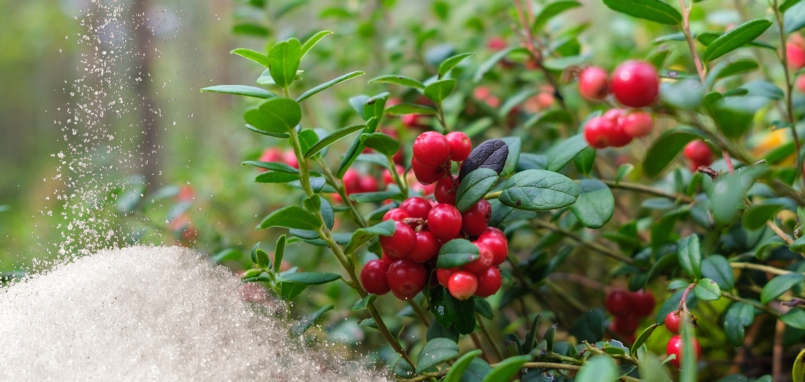 D-Mannose & Cranberry